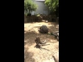 Missouri Zoo Tortoise Sex