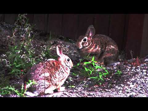 the rabbits are hiding something