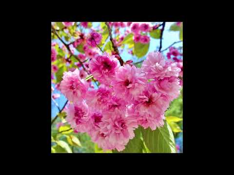 NUAGE KIWI -  SAKURA [feat. Lady Litchi]