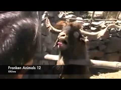 XXUwe - FRANKEN ANIMALS 12