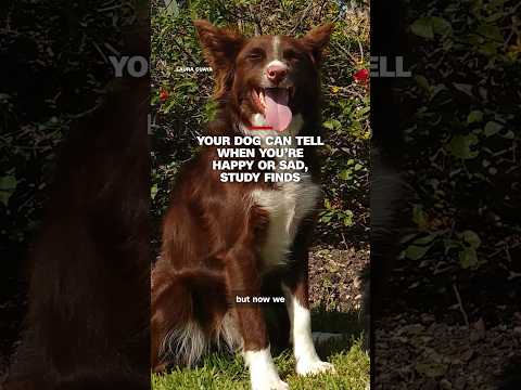 Your dog can tell when you’re happy or sad, study finds
