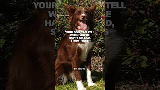 Download lagu Your dog can tell when you’re happy or sad, study finds mp3 Download lagu Your dog can tell when you’re happy or sad, study finds mp3