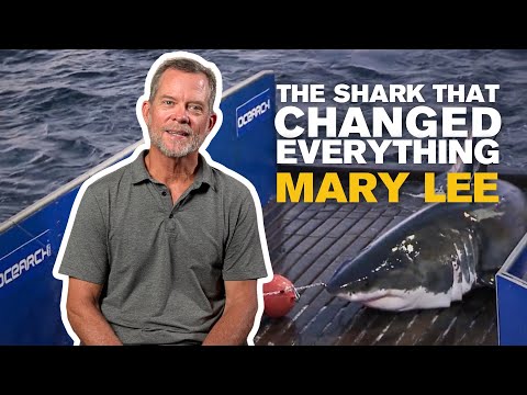 Mary Lee - The White Shark That Changed Everything!