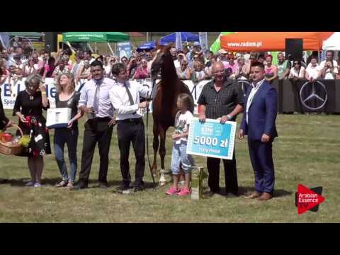 1 st place  N.54 CALATORIO - Radom 2017 - Junior Colts Championship (Class 12)