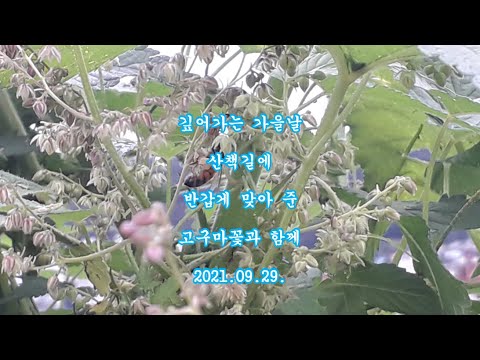 Pachabelly (Huma Huma)