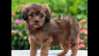 Video preview image #1 Cavapoo Puppy For Sale in LEOLA, PA, USA