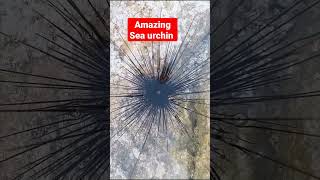 Music video thumbnail preview for Wierd Way a Sea Urchin Walks by Urchin