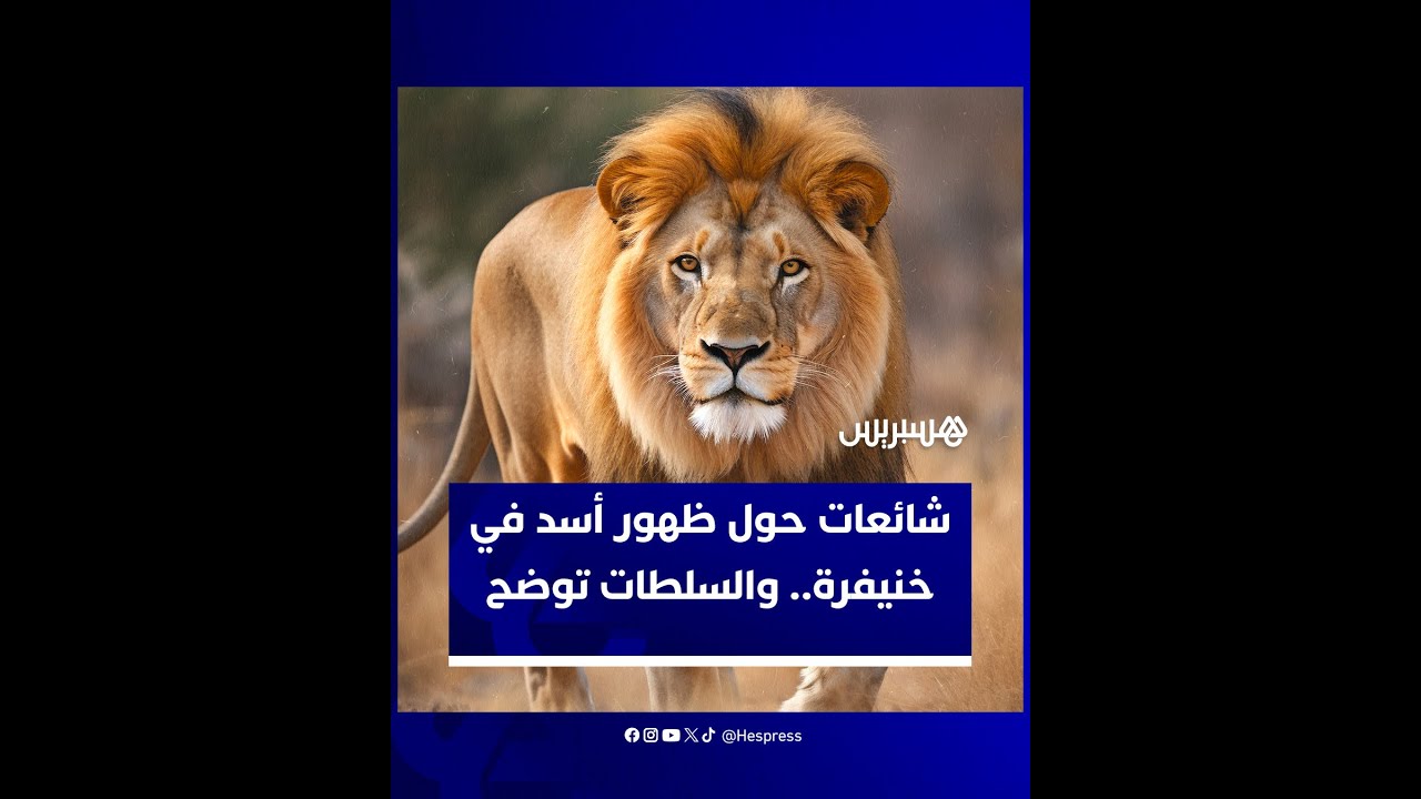 شائعات حول ظهور أسد في خنيفرة.. والسلطات توضح thumbnail