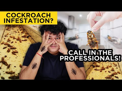 Expert tips for preventing and eliminating cockroach infestations