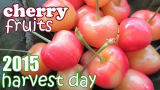 Cherry Tree Harvest Season - Harvesting Rainier Cherries Fruits - Growing Food Fruit Trees - Jazevox
