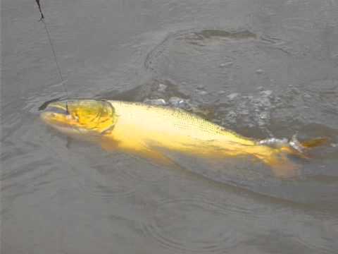 Cabaña Don Jose Video 08