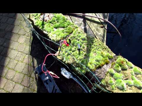 UPDATE Moss (Bryophyte) growth after winter march2017 +2years