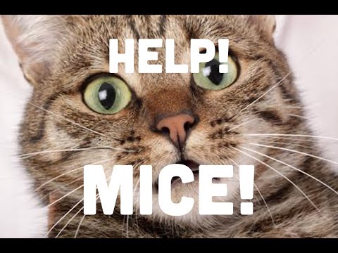 Funny cat is scared of mice