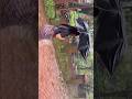 Beautiful Hot Desi Girl Hot Gand Hotviralvideodesihotback Cream Ytshorts Reels Instagram Sarees