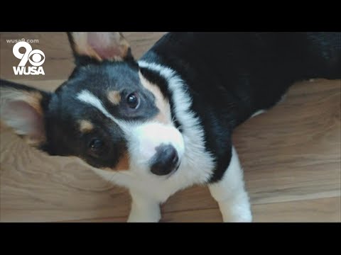 Corgi Rescue In Florida