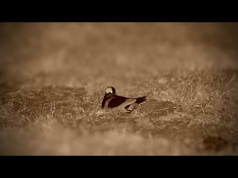 Blacksmith Lapwing Sitting On Nest
