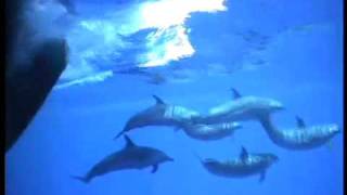 Gojira unicorn+flying whales (Ocean Baleines dauphins sac plastique)