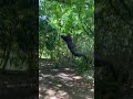 Messing around in the woods lol 😂