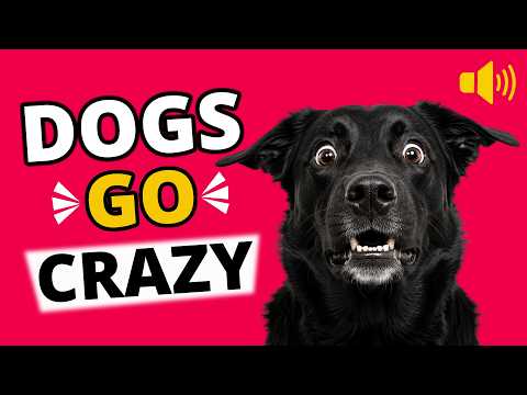 10 Dog Noises That Make Dogs Go Crazy 🐶 Sounds Dogs Love &amp; React To