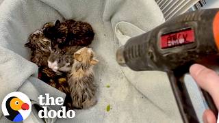 Guy Spends His Day Off Rescuing A Mama Cat's Five Kittens | The Dodo