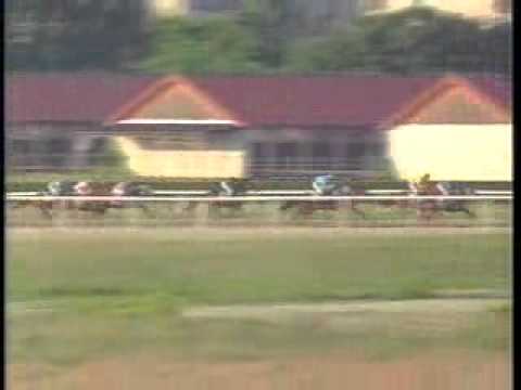 Kincsem Park_11 futam