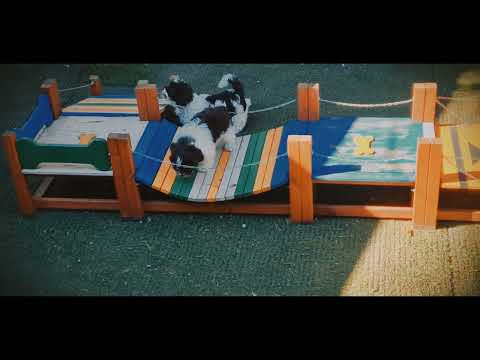 Havanese puppy for sale