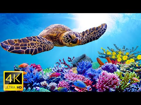 Ocean Dream . 4K Turtle Paradise - Relaxing Nature Under the Sea Movie + Soul Relaxing Piano Music