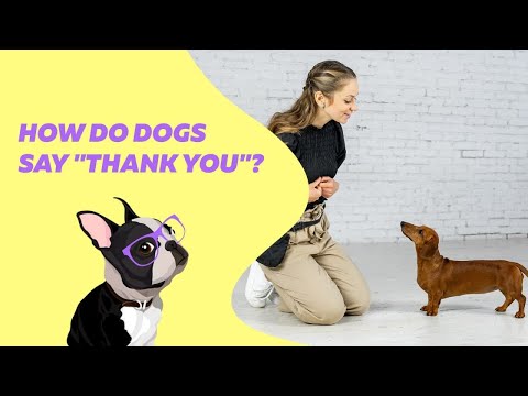 YouTube video about: How do dogs say thank you?