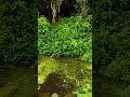 Forest Natural Time To Trip ️