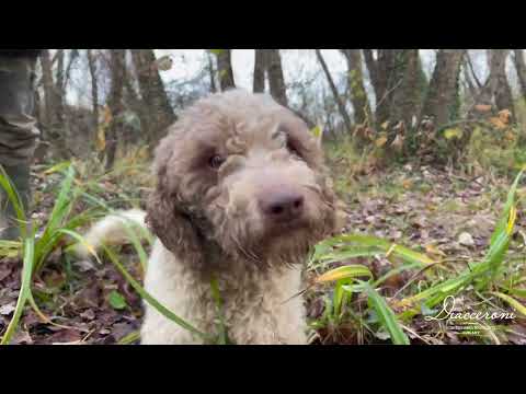 Scoprite il mondo del tartufo con noi nel cuore della Toscana
