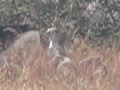 Snake Eagles In The Grass Pocharam WLS