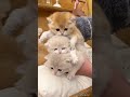 Funny Cat Videos Cute Cats Try Not To Laugh Cat Videos Compilation Shorts