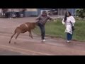 ANGRY GOAT TERRORIZE PEOPLE IN BRAZIL