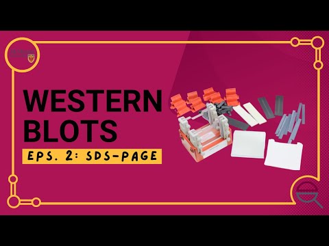 Western Blot: Introduction to SDS-PAGE