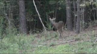 preview picture of video 'Chandra's Buck from South Carolina- Redone'