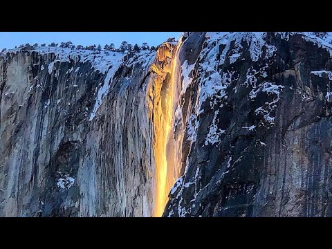 Laburnum in Yosemite National Park