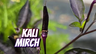 eating kali mirch for first time