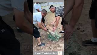 Hard Working Day #176 The Process Of Catching A Argali