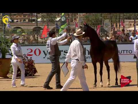 N.129 VAN GOGH AM - MENTON 2017 - Stallions 7 years old and above (Class 10)