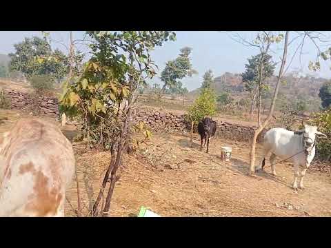 , title : 'kankatha cow breed bundelkhand mp #bundelkhand #cultural #farmer'