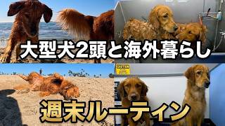 【大型犬との暮らし】海で自由にさせた日のリアルな1日