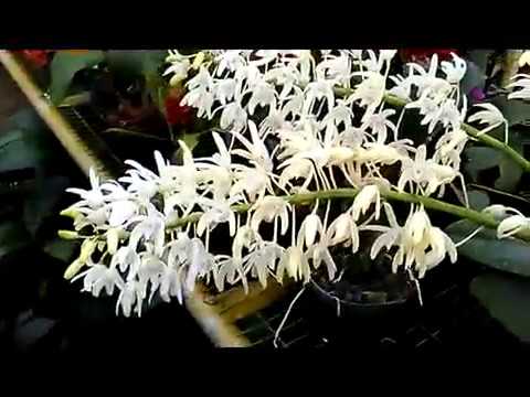 download lagu mp3 mp4 King Orchid, download lagu King Orchid gratis, unduh video klip King Orchid