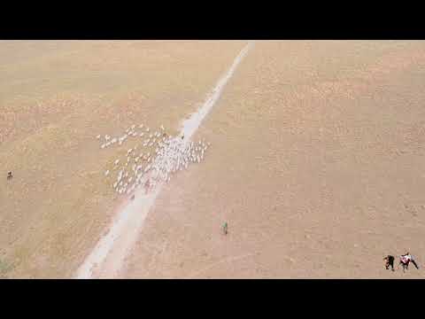 La Ausencia de un Llanero - Villamil Torres "El Azulejo del Llano"