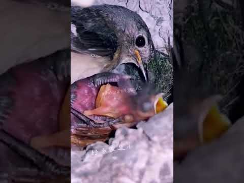 Mother bird watched the little cuckoo push the baby bird out of the nest #bir