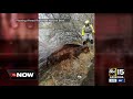 Horses rescued from flood waters in Verde Lakes