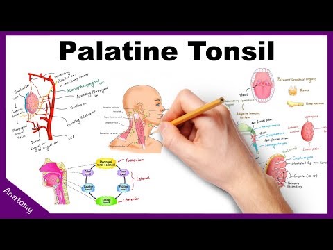 Palatine Tonsil (Anatomy, Blood supply, Nerve supply, Functions, Applied anatomy)