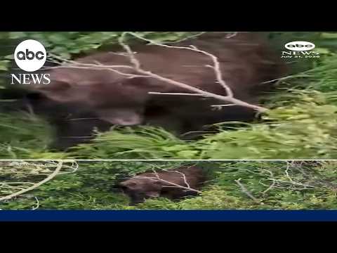 Brown bear attacks woman on Alaska trail