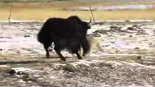 重返狼群宣传片