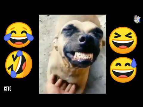 Memes 2020 of Dog Laugh | Hihihi