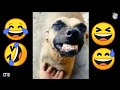 Memes 2020 Of Dog Laugh Hihihi